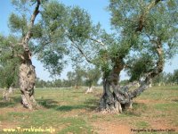 ulivi_turismosostenibile
